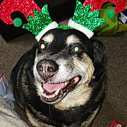 Max joined the competition — help win amazing prizes! antlers_headband, black_and_tan, canine, carpet, christmas, close_up, dog, drooling, festive, flash_glare, fur, green_eye, happy, headwear, holiday_accessory, indoors, pet, smiling, teeth, tongue_out
