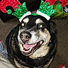 antlers_headband, black_and_tan, canine, carpet, christmas, close_up, dog, drooling, festive, flash_glare, fur, green_eye, happy, headwear, holiday_accessory, indoors, pet, smiling, teeth, tongue_out