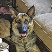Smokey joined the competition — help win amazing prizes! dog, german_shepherd, pet, indoor, floor, couch, furniture, tongue_out, ears_up, wooden_floor, smiling, canine, closeup, animal, mammal, domestic_animal, resting, looking_at_camera, household_items, living_room