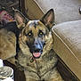 dog, german_shepherd, pet, indoor, floor, couch, furniture, tongue_out, ears_up, wooden_floor, smiling, canine, closeup, animal, mammal, domestic_animal, resting, looking_at_camera, household_items, living_room