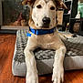 Uno joined the competition — help win amazing prizes! animal, bed, blue_collar, collar, decoration, dog, ears, face, floor, furniture, home, indoor, looking, mammal, paw, pet, relaxed, shelf, sitting, wood_floor