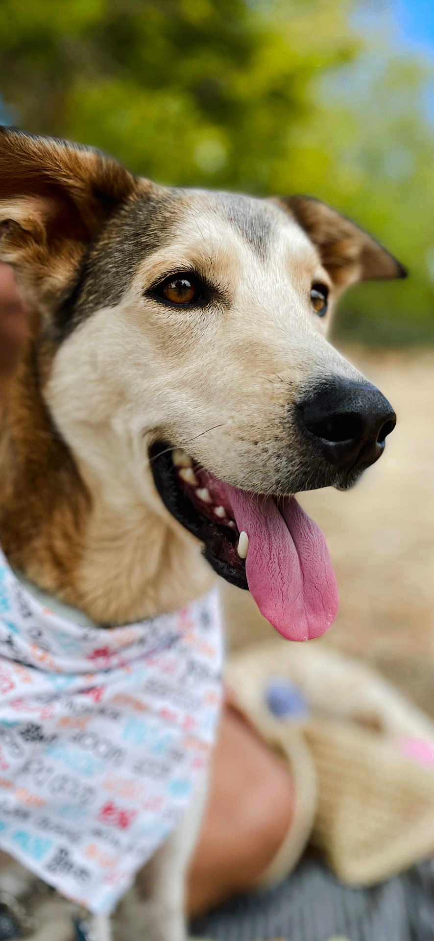 Uno joined the competition — help win amazing prizes! animal, bandana, blurred_background, brown, canine, close_up, daytime, dog, ears, face, fur, happy, nature, outdoor, pet, portrait, snout, summer, tongue_out, white