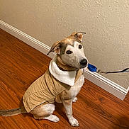 Uno joined the competition — help win amazing prizes! brown, canine, coat, collar, companion, curious, cute, dog, domestic_animal, ears, flooring, home, indoor, jacket, leash, pet, sitting, wall, white, wood_floor