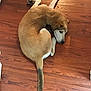 Uno joined the competition — help win amazing prizes! animal, brown_dog, canine, companion, curled_up, dog, domestic_animal, ears, flooring, fur, house, indoor, lying_down, mammal, pet, quiet, relaxed, resting, tail, wooden_floor