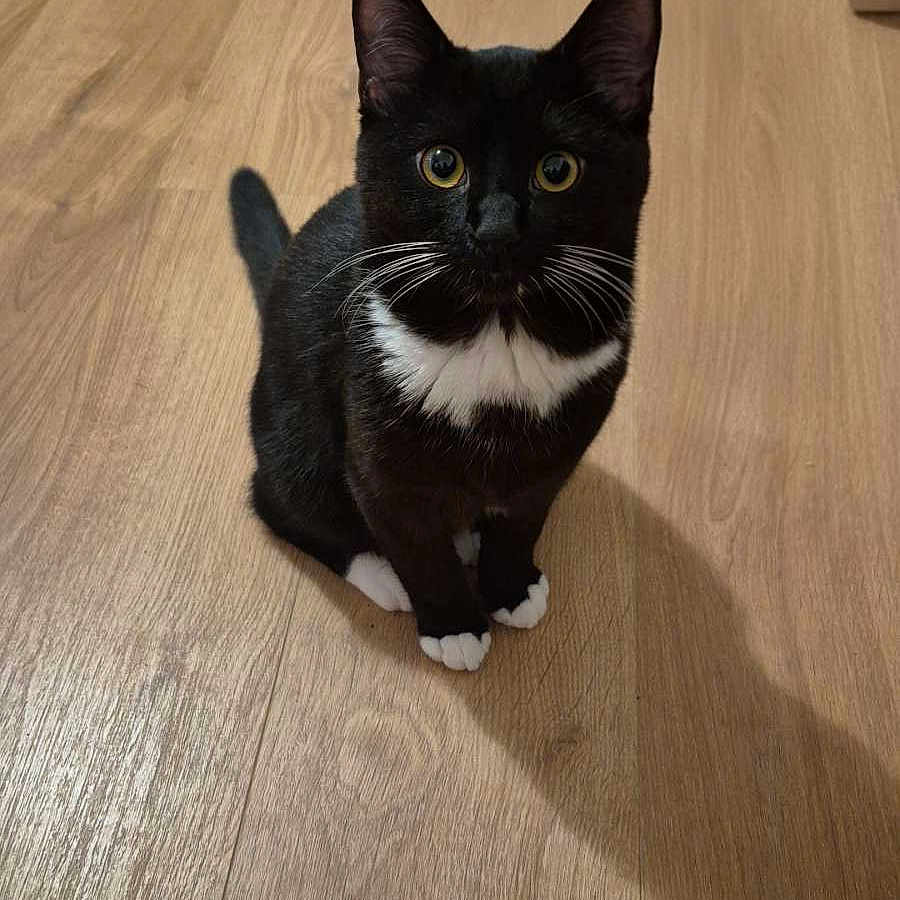 Milka participe au concours pour gagner de l'argent avec cette photo : cat, tuxedo_cat, black_and_white, pet, animal, indoor, wooden_floor, curious, sitting, whiskers, ears, tail, domestic_cat, feline, cute, looking_up, shadow, flooring, household, mammal