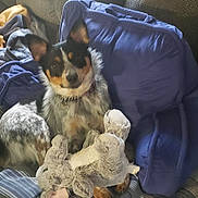 Roxie joined the competition — help win amazing prizes! dog, stuffed_toy, couch, blanket, cushion, pet, indoor, furniture, canine, fur, collar, playful, domestic_animal, relaxed, comfort, pillow, animal, toy, home, resting