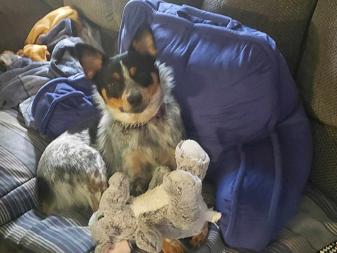 Roxie joined the competition — help win amazing prizes! dog, stuffed_toy, couch, blanket, cushion, pet, indoor, furniture, canine, fur, collar, playful, domestic_animal, relaxed, comfort, pillow, animal, toy, home, resting