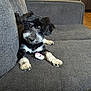 Oreo is registered to the contest to win money with this photo: puppy, dog, black_and_white, couch, sofa, indoor, pet, cute, curious, furniture, living_room, carpet, floor, paw, playful, young_dog, canine, household, resting, animal