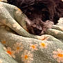 Oreo is registered to the contest to win money with this photo: dog, black_dog, blanket, floral_pattern, cozy, sleepy, pet, fur, snuggling, indoors, soft_texture, resting, closeup, cute, animal, warm, comfort, face, nostrils, ears