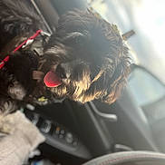 Oreo is registered to the contest to win money with this photo: dog, black_dog, pet, car_interior, steering_wheel, seat, blanket, water_bottle, sunlight, tongue_out, fur, cozy, window, daylight, dashboard, leash, collar, happy, indoor, closeup