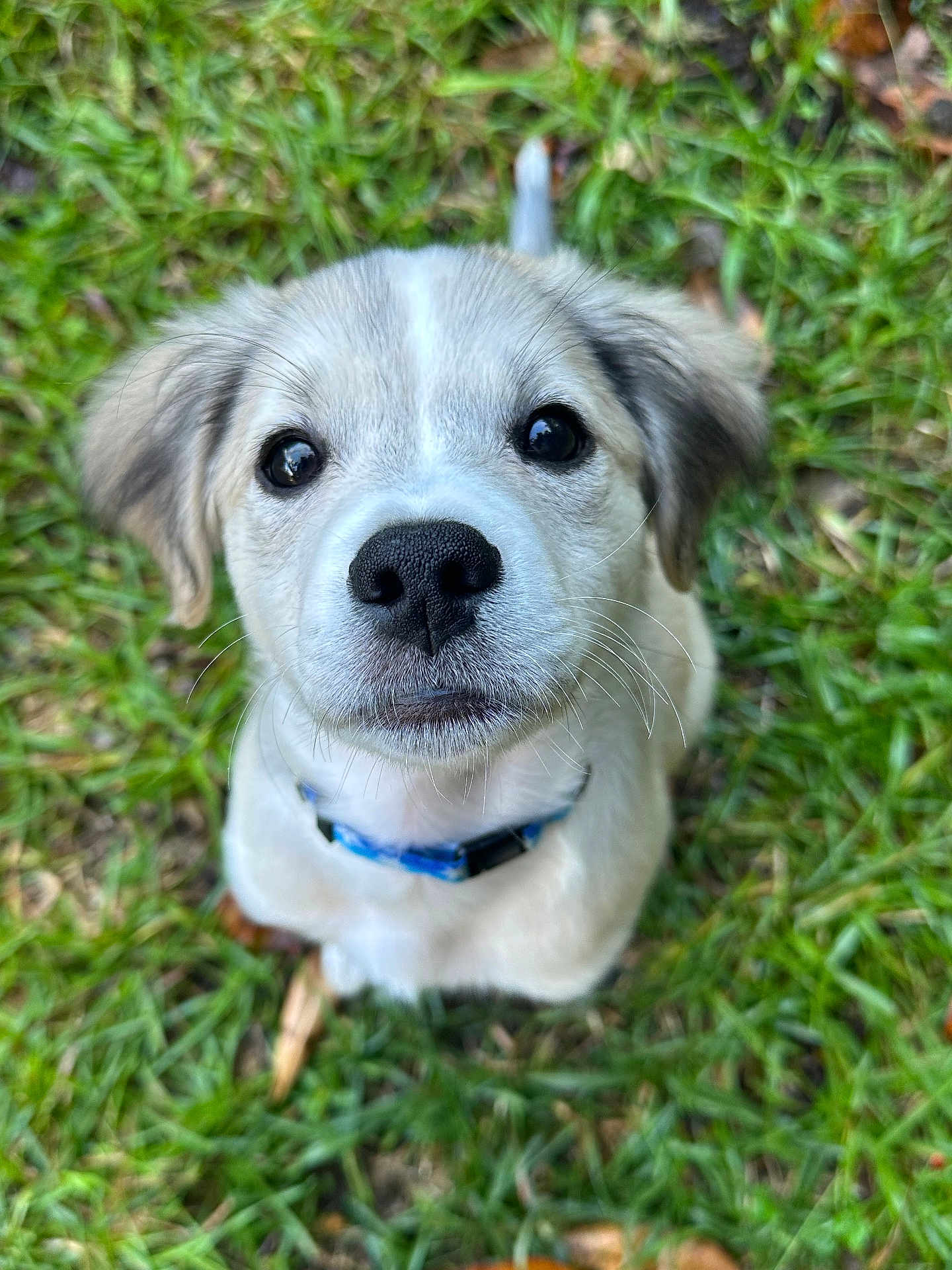 Artic joined the competition — help win amazing prizes! puppy, dog, grass, collar, pet, animal, cute, outdoor, young, fur, nose, ears, whiskers, closeup, portrait, adorable, friendly, nature, looking_up, playful