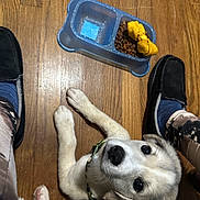 Artic joined the competition — help win amazing prizes! puppy, dog, floor, wooden_floor, dog_bowl, dog_food, toy, yellow_toy, slippers, person, pants, patterned_pants, legs, pet, indoor, looking_up, cute, collar, animal, domestic