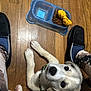 puppy, dog, floor, wooden_floor, dog_bowl, dog_food, toy, yellow_toy, slippers, person, pants, patterned_pants, legs, pet, indoor, looking_up, cute, collar, animal, domestic