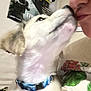 Artic joined the competition — help win amazing prizes! dog, person, face, collar, close_up, affection, poster, indoor, floral_pattern, shirt, pet, licking, cute, love, animal, human, interaction, casual, blur, wall