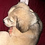 Artic is registered to the contest to win money with this photo: puppy, dog, sleeping, curled_up, fur, cute, pet, animal, cozy, indoors, blanket, resting, small, adorable, soft, pink_paws, brown_and_white, close_up, young, sleepy