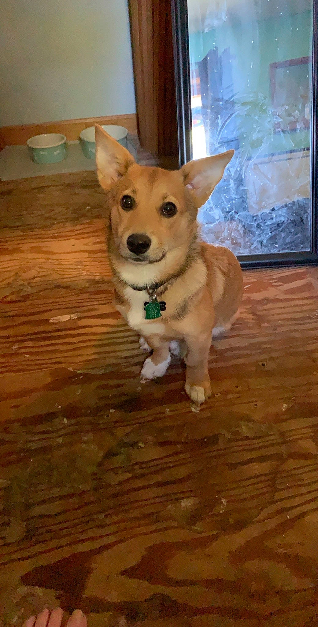 Blue joined the competition — help win amazing prizes! canidae, cardigan_welsh_corgi, carnivore, carolina_dog, companion_dog, corgi_chihuahua, dog, dog_breed, fawn, flooring, hardwood, mammal, norwegian_buhund, pariah_dog, pembroke_welsh_corgi, rare_breed_dog, snout, vertebrate, welsh_corgi, whiskers