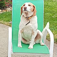 Olaf participe au concours pour gagner de l'argent avec cette photo : animal, backyard, brown, canine, chair, collar, daytime, dog, fence, garden, grass, greenery, leisure, nature, outdoor, pet, relaxing, sitting, summer, white