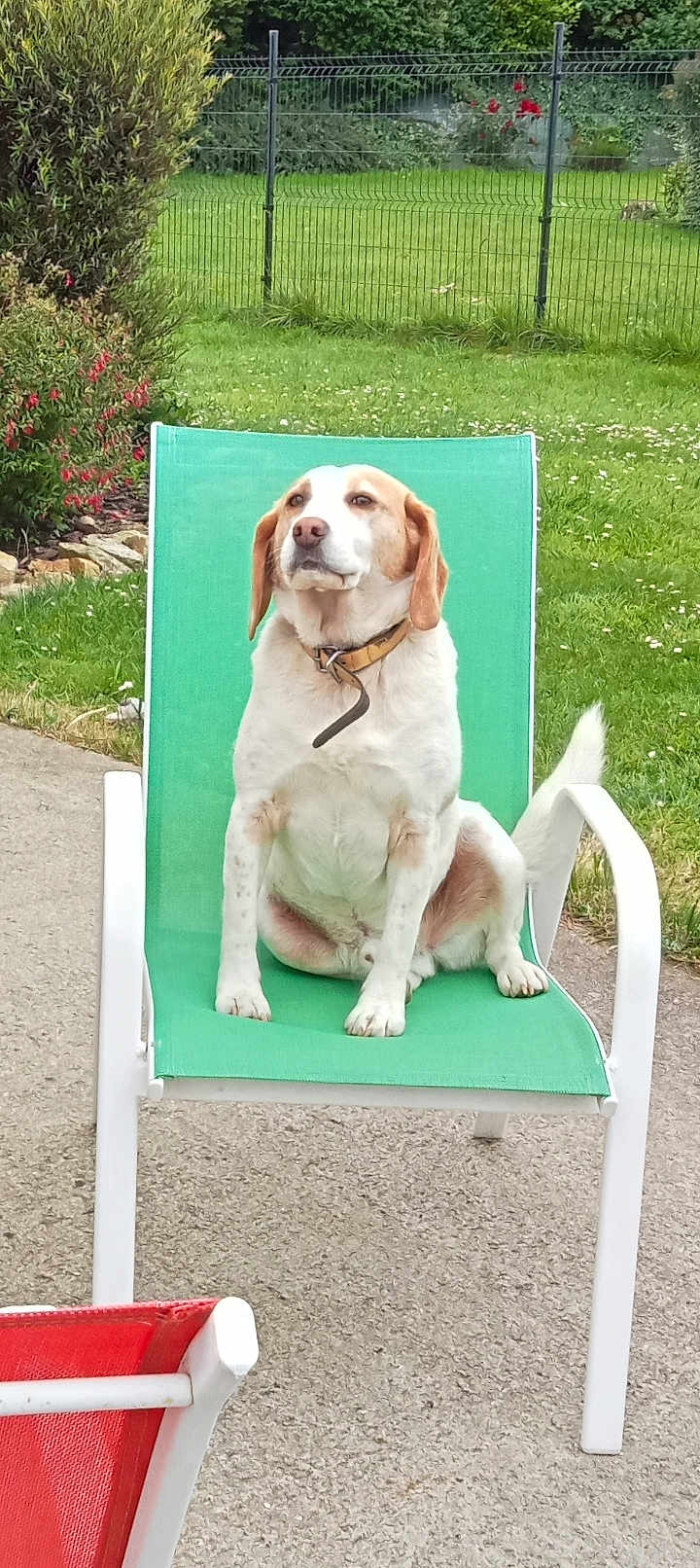 Olaf