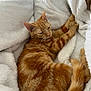 Uma participe au concours pour gagner de l'argent avec cette photo : abyssinian, animal, blanket, cat, kitten, manx, person, pet, quilt, sleeping, towel
