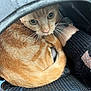 Uma participe au concours pour gagner de l'argent avec cette photo : abyssinian, alloywheel, animal, cap, car, carwheel, cat, clothing, hat, hoodie, kitten, knitwear, machine, pet, spoke, sweater, tire, transportation, vehicle, wheel