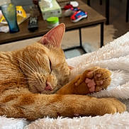 Uma participe au concours pour gagner de l'argent avec cette photo : abyssinian, animal, blanket, bodypart, cat, clothing, couch, finger, footwear, furniture, hand, hardwood, indoors, interiordesign, kitten, manx, person, pet, shoe, wood