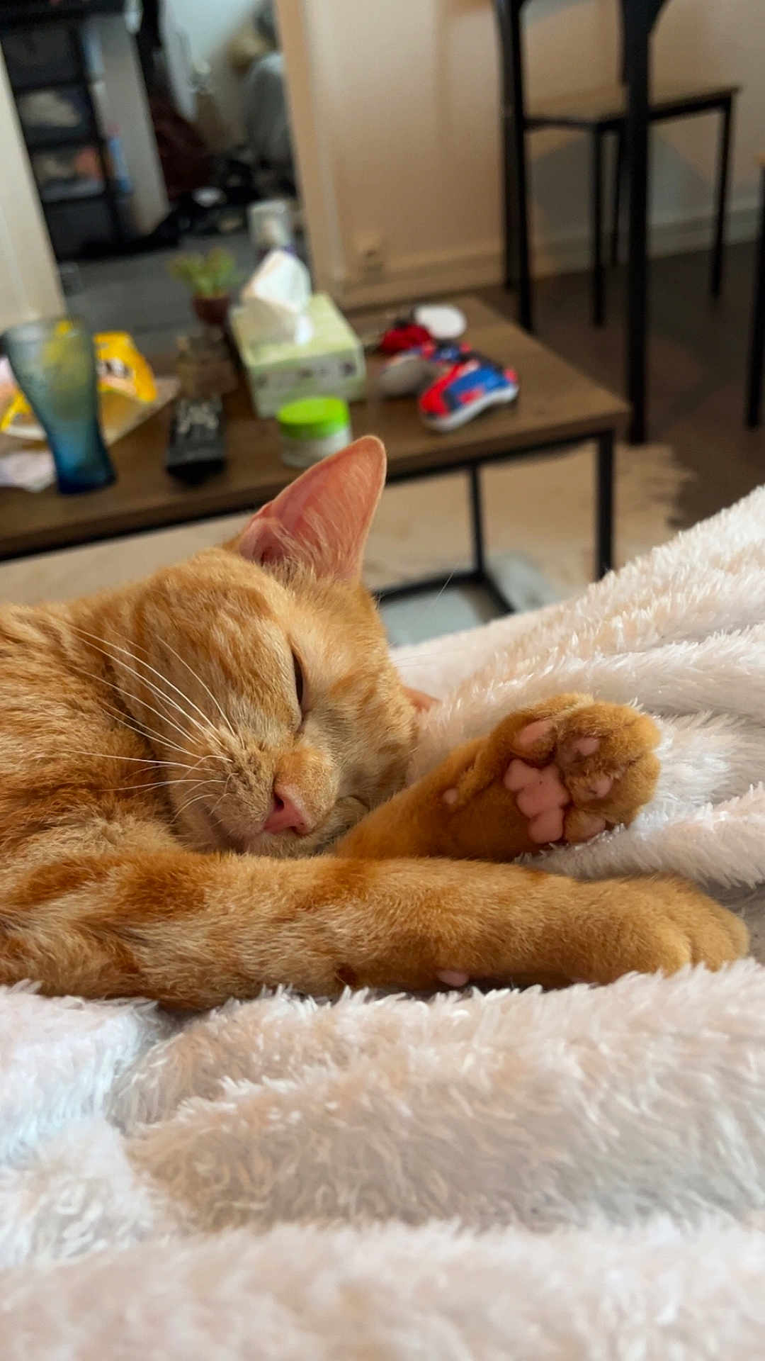 Uma participe au concours pour gagner de l'argent avec cette photo : abyssinian, animal, blanket, bodypart, cat, clothing, couch, finger, footwear, furniture, hand, hardwood, indoors, interiordesign, kitten, manx, person, pet, shoe, wood