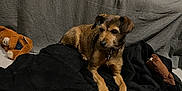 Litchy a rejoint le concours — aidez-le/la à gagner de superbes lots ! animal, beagle, blanket, canine, couch, dog, dogbed, furniture, germanshepherd, homedecor, hound, labradorretriever, linen, person, pet, poodle, puppy, sleeping, terrier, toy