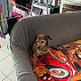 animal, architecture, building, canine, couch, cushion, dog, dogbed, furniture, homedecor, hound, indoors, interiordesign, linen, livingroom, pet, puppy, room, terrier, toy