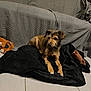 animal, blanket, canine, couch, dog, dogbed, furniture, hound, pet, puppy, terrier
