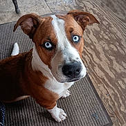 Blue joined the competition — help win amazing prizes! dog, blue_eyes, brown_and_white_fur, curious_expression, indoors, mat, wood_floor, sitting, pet, canine, ears, snout, whiskers, paws, person_legs, colorful_slipper, close_up, looking_up, domestic_animal, companion