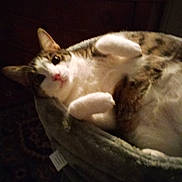 Spike joined the competition — help win amazing prizes! animal, bed, cat, comfortable, cozy, curious, domestic, ears, feline, fur, home, indoor, looking_up, paws, pet, relaxing, resting, soft, tabby, whiskers