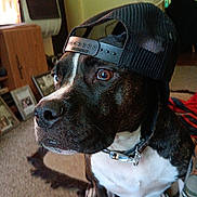 Charlotte is registered to the contest to win money with this photo: dog, pet, indoor, cap, black_cap, brown_eyes, collar, carpet, furniture, fan, photograph_frames, home, canine, close_up, portrait, domestic_animal, sitting, attention, casual, mesh_cap