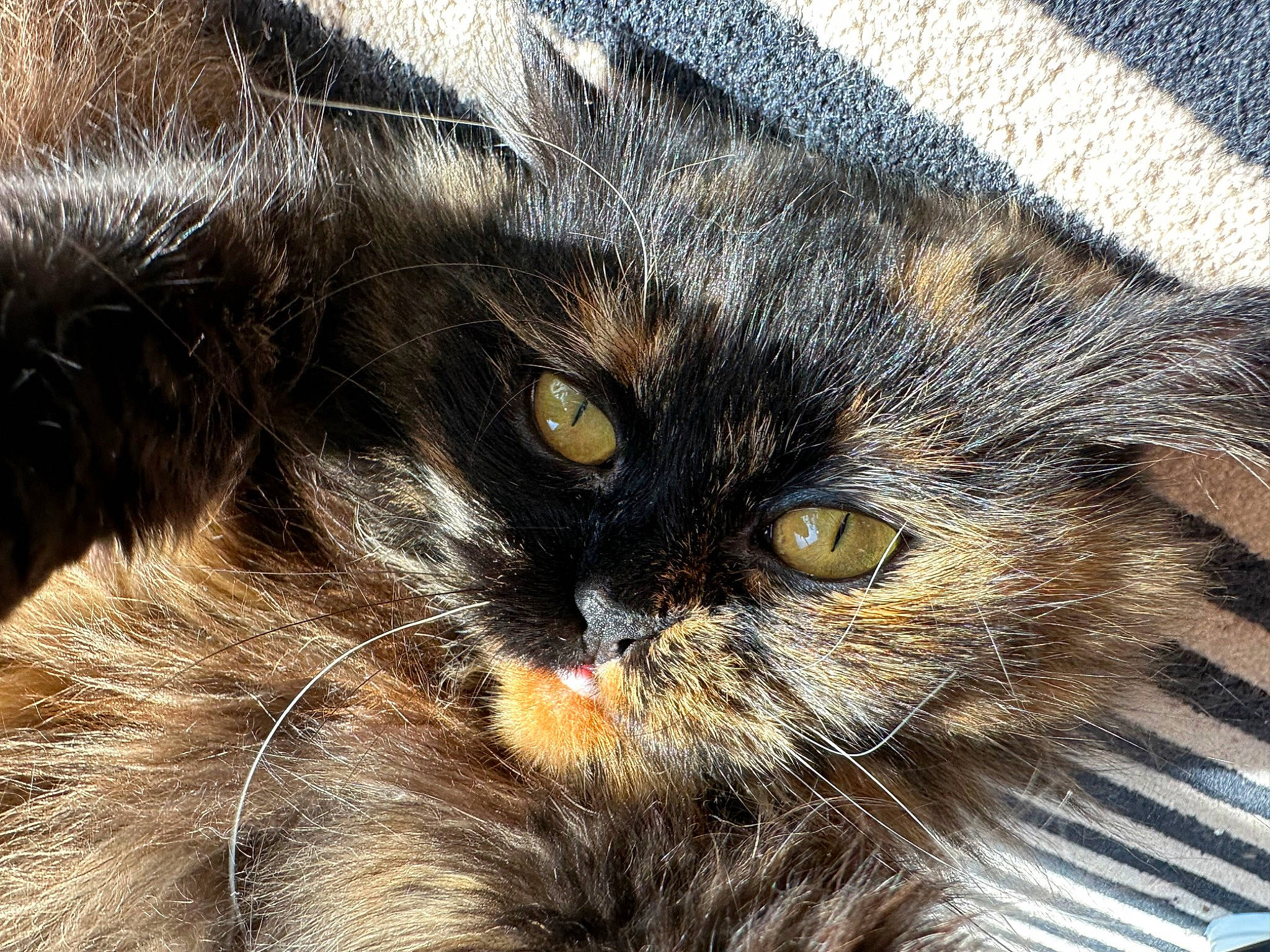 Nhem is registered to the contest to win money with this photo: carnivore, cat, claw, close_up, domestic_short_haired_cat, eye, felidae, fur, iris, paw, photography, small_to_medium_sized_cats, snout, terrestrial_animal, whiskers