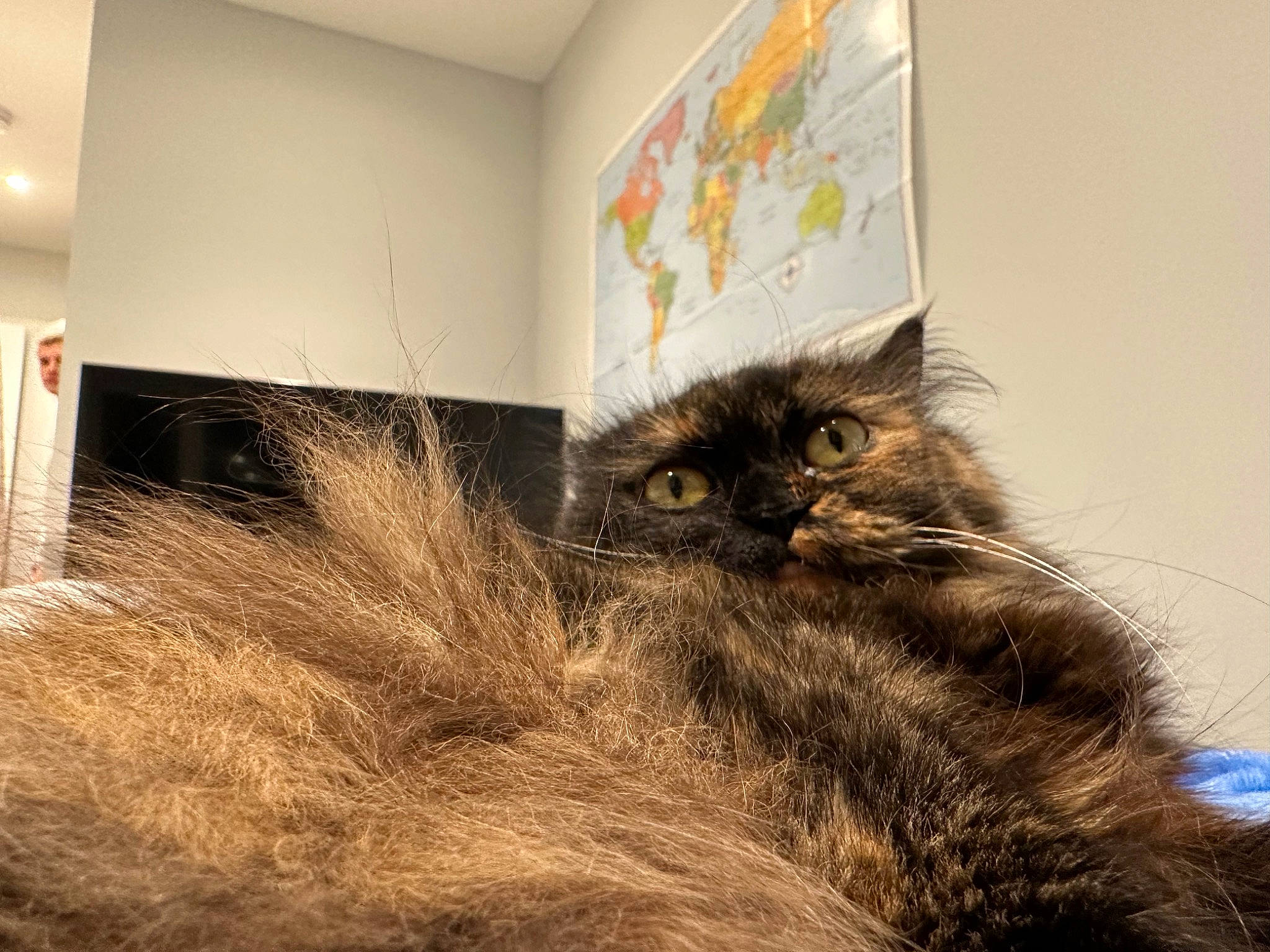 Nhem is registered to the contest to win money with this photo: art, black_cat, carnivore, cat, claw, domestic_short_haired_cat, feather, felidae, flooring, fur, metal, picture_frame, plant, shelf, small_to_medium_sized_cats, tail, visual_arts, whiskers