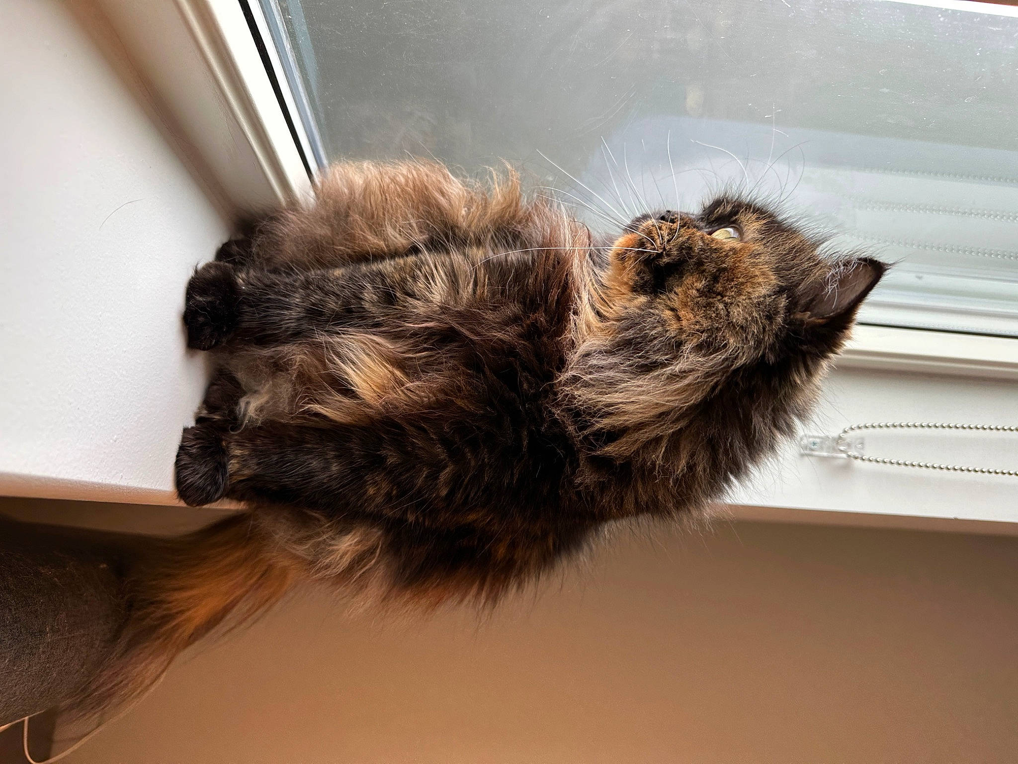 Nhem joined the competition — help win amazing prizes! carnivore, cat, claw, felidae, fur, liver, paw, small_to_medium_sized_cats, snout, tail, terrestrial_animal, whiskers, window