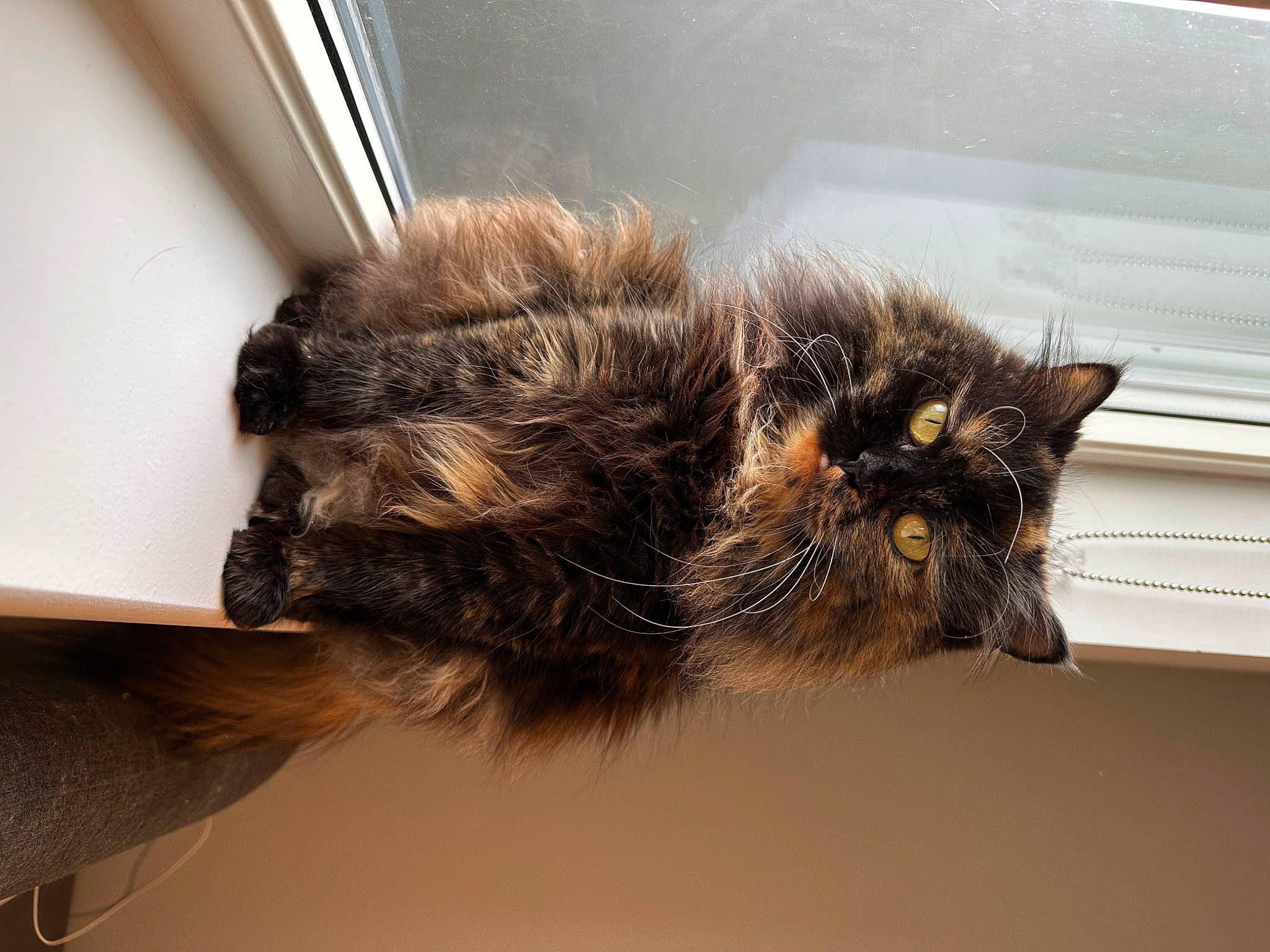 Nhem is registered to the contest to win money with this photo: carnivore, cat, claw, domestic_short_haired_cat, felidae, fur, paw, small_to_medium_sized_cats, snout, tail, terrestrial_animal, whiskers