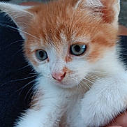 Roucky a rejoint le concours — aidez-le/la à gagner de superbes lots ! animal, blue_eyes, cat, close_up, curious, cute, feline, fur, gentle, hand, indoor, kitten, orange, person, pet, small, soft, whiskers, white, young