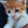animal, blue_eyes, cat, close_up, curious, cute, feline, fur, gentle, hand, indoor, kitten, orange, person, pet, small, soft, whiskers, white, young