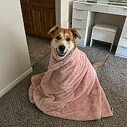 Bellamy joined the competition — help win amazing prizes! blanket, cabinet, carpet, cozy, cute, dog, ears, face, floor, fur, happy, home, indoor, pet, pink_blanket, smiling_dog, snug, tail, vanity, wrapped