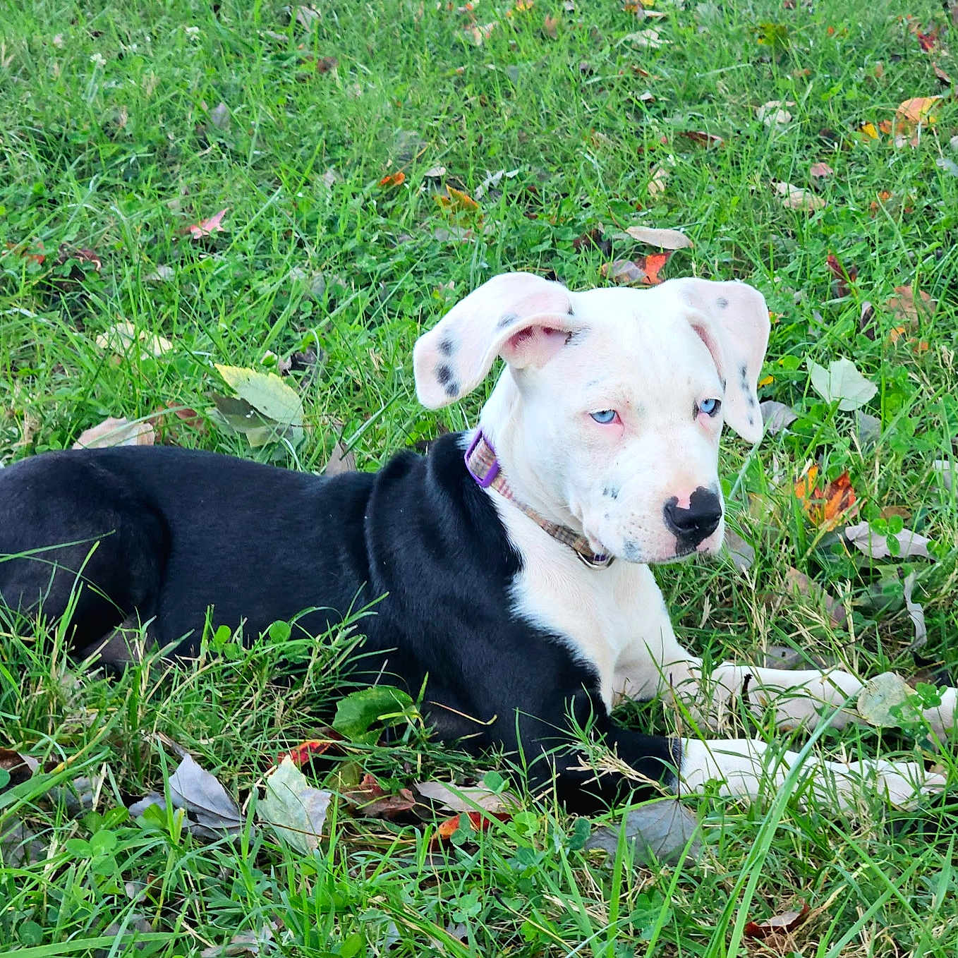 Little Miss is registered to the contest to win money with this photo: animal, black_and_white, blue_eyes, canine, collar, daylight, dog, ears, fall, fur, grass, leaves, lying_down, nature, outdoor, pet, relaxed, snout, spot, young_dog