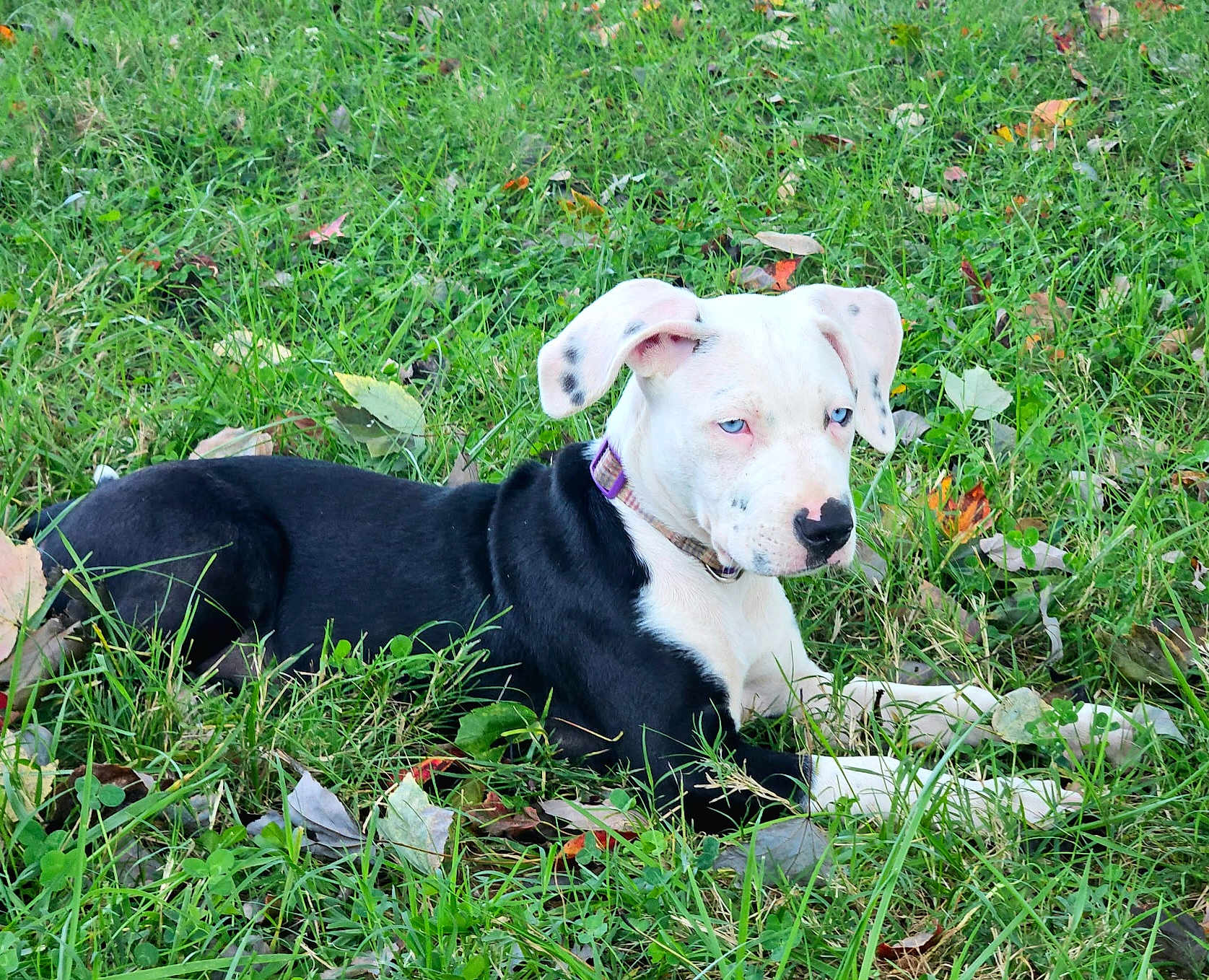 Little Miss is registered to the contest to win money with this photo: animal, black_and_white, blue_eyes, canine, collar, daylight, dog, ears, fall, fur, grass, leaves, lying_down, nature, outdoor, pet, relaxed, snout, spot, young_dog