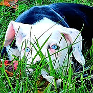 Little Miss is registered to the contest to win money with this photo: animal, black_and_white, blue_eyes, camouflage, canine, close_up, dog, ears, eyes, fur, grass, green, leaf, lying_down, nature, outdoor, pet, portrait, snout, wildlife