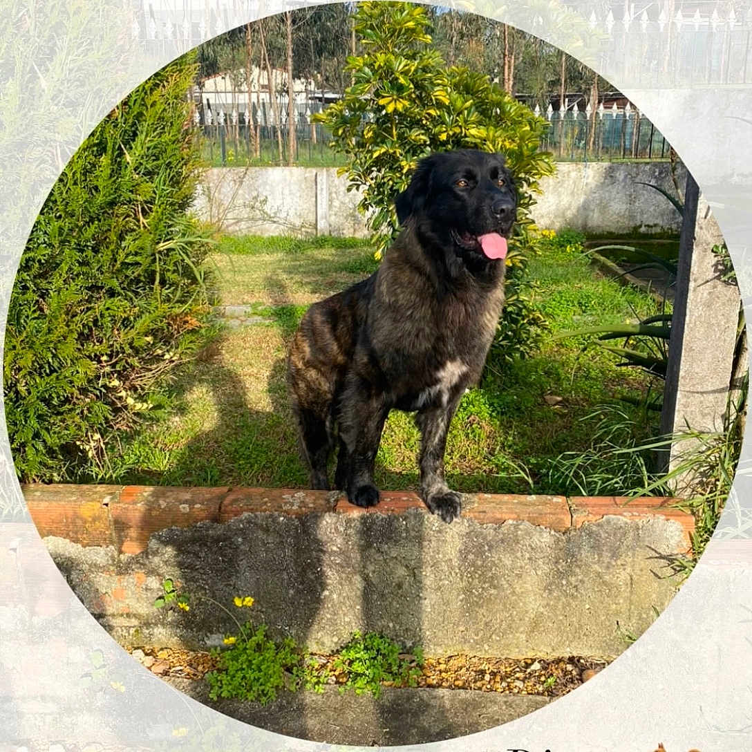 Bingo participe au concours pour gagner de l'argent avec cette photo : animal, architecture, backyard, building, canine, dog, grass, grove, herbal, herbs, nature, outdoors, park, pet, photography, plant, shelter, tree, vegetation, yard