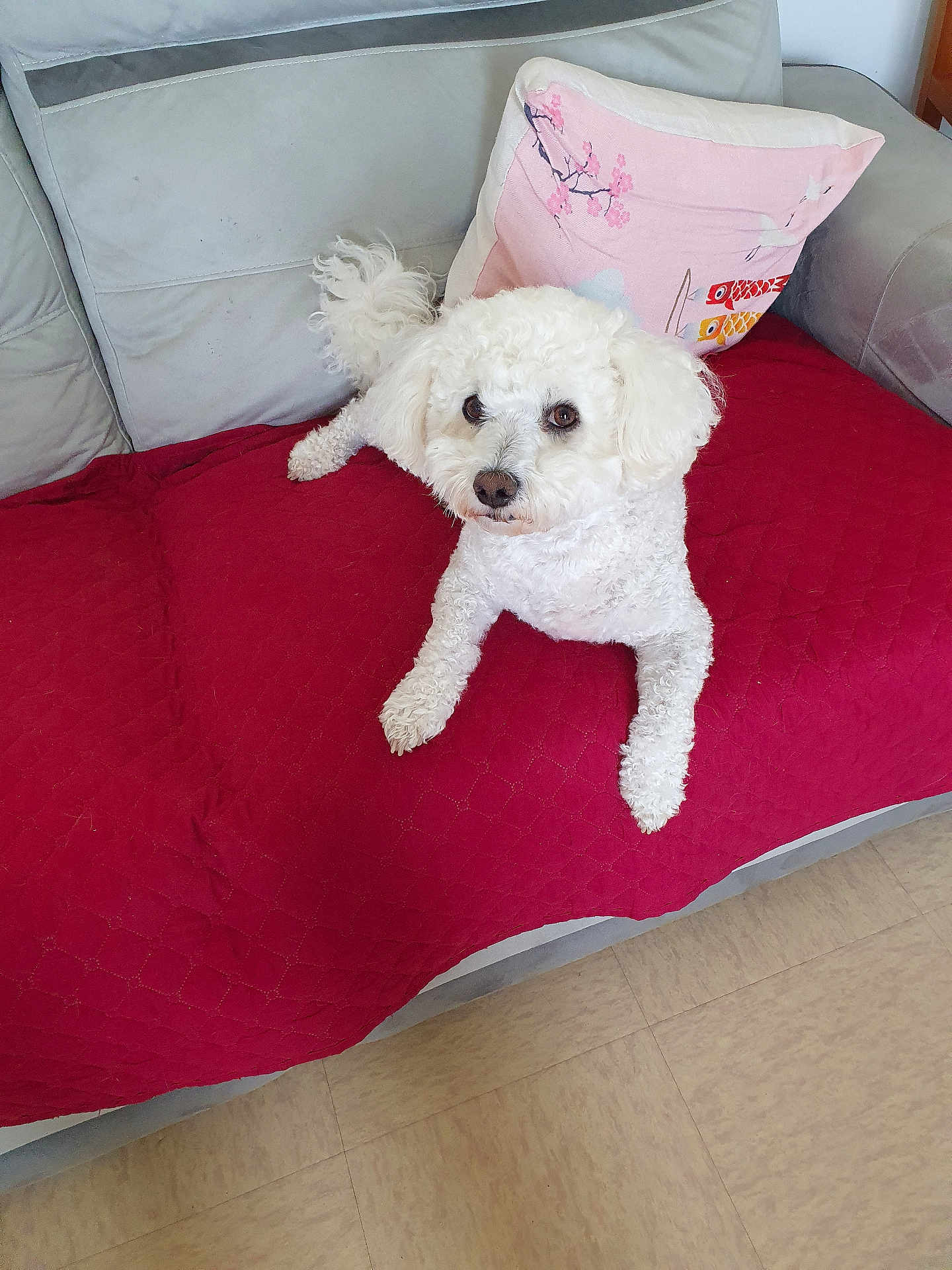 Kiko participe au concours pour gagner de l'argent avec cette photo : dog, white_dog, curly_fur, couch, sofa, red_blanket, pink_pillow, indoor, pet, animal, floor, home, relaxing, fur, cute, small_dog, living_room, resting, domestic, cozy