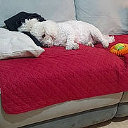 Kiko a rejoint le concours — aidez-le/la à gagner de superbes lots ! dog, white_dog, couch, red_blanket, pillow, toy, tennis_ball, indoor, pet, sleeping, curly_fur, relaxing, furniture, home, cozy, resting, animal, domestic_animal, quiet, living_room