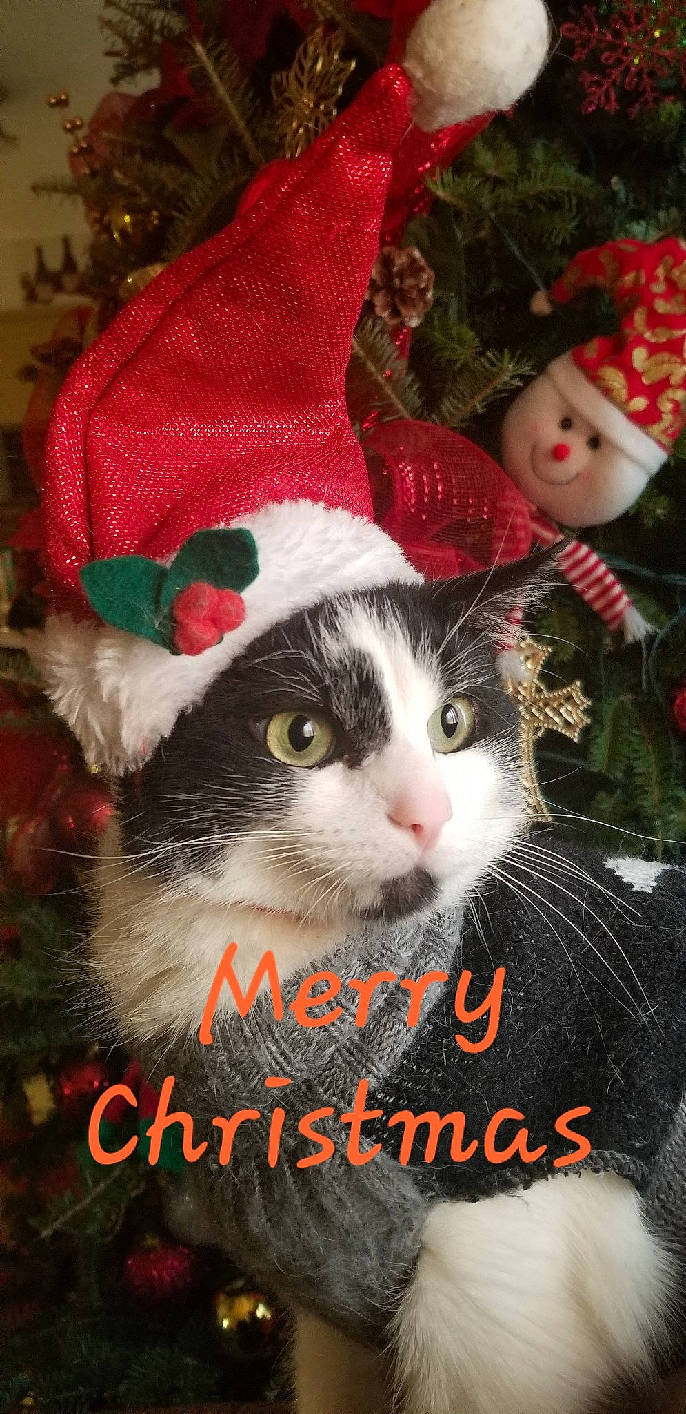 Potato joined the competition — help win amazing prizes! cat, cat_like_mammal, christmas, christmas_decoration, christmas_ornament, holiday, kitten, person, photo_caption, small_to_medium_sized_cats, whiskers