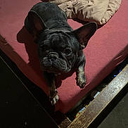Comet is registered to the contest to win money with this photo: animal, bed, black_dog, blanket, canine, comforter, cozy, curious, dog, french_bulldog, fur, indoor, looking_up, paw, pet, resting, shadow, sleeping_area, tan_paws, wooden_bed_frame