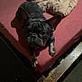animal, bed, black_dog, blanket, canine, comforter, cozy, curious, dog, french_bulldog, fur, indoor, looking_up, paw, pet, resting, shadow, sleeping_area, tan_paws, wooden_bed_frame