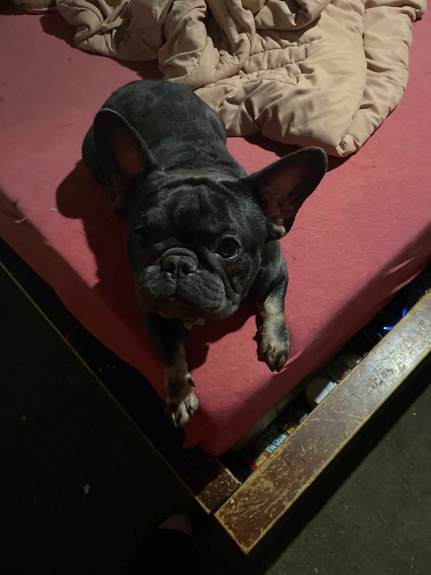 Comet