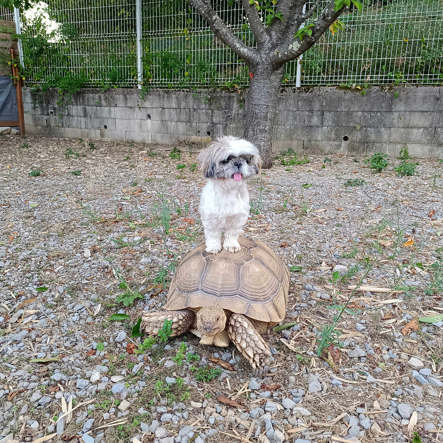 Eliott participe au concours pour gagner de l'argent avec cette photo : dog, tortoise, animal, outdoor, tree, fence, grass, rocks, pet, tongue_out, small_dog, nature, wildlife, ground, cute, mammal, reptile, leaf, sunlight, playful